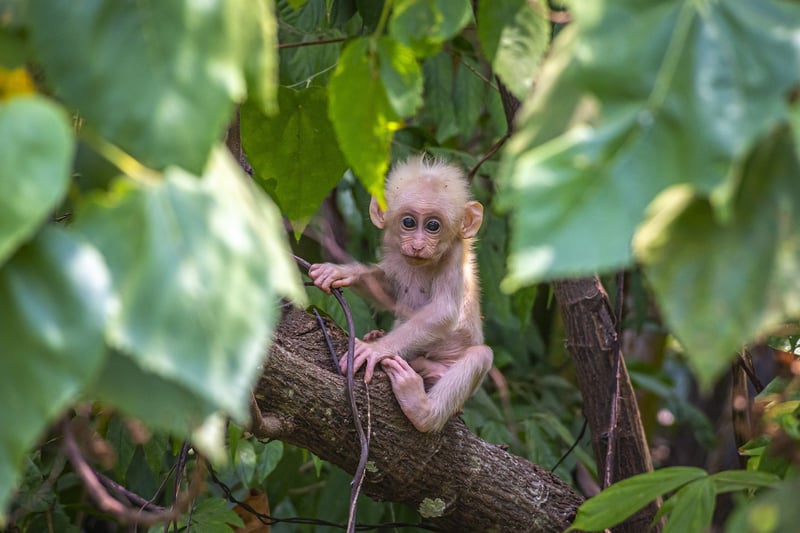 Jungle Expedition